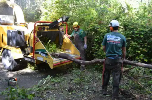 tree services French Camp